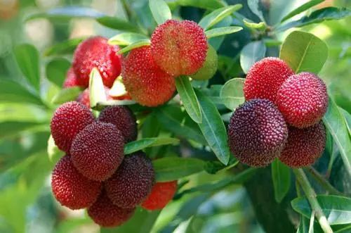 龍臺山生態園楊梅成熟，邀您共享采摘樂趣