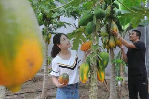淄博淄川 山東欣澤順富硒生態園，南果北種繪就鄉村振興的‘硒’望畫卷